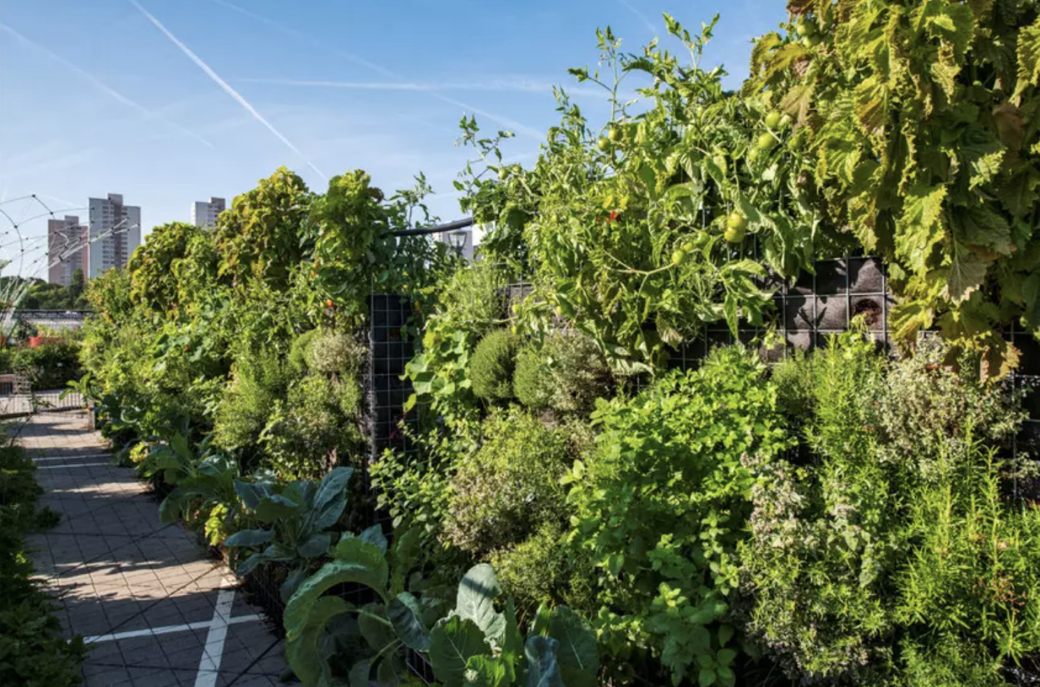 Garden of plenty: Crops ready to pick at a Peas&amp;Love urban farm near Paris; Image: Peas&amp;Love