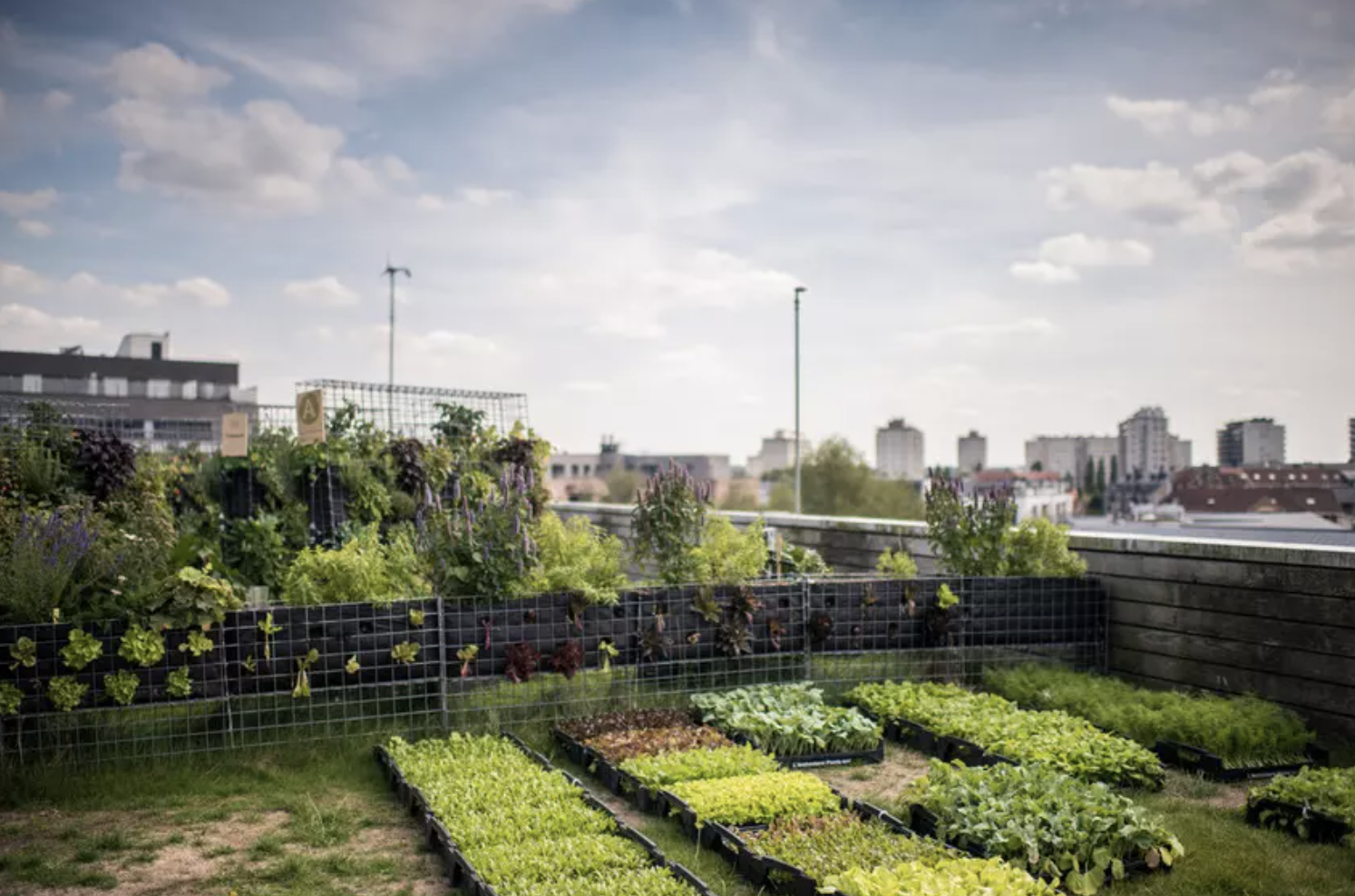Rooftop agriculture: Peas&amp;Love’s first Brussels urban farm; Image: Peas&amp;Love