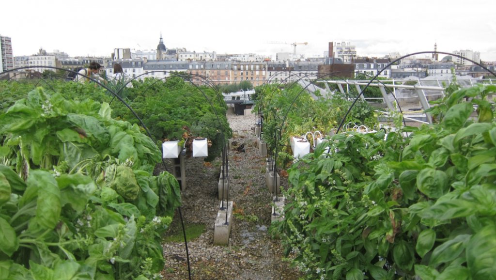 A rooftop urban farm on top of the RATP-building in eastern Paris.