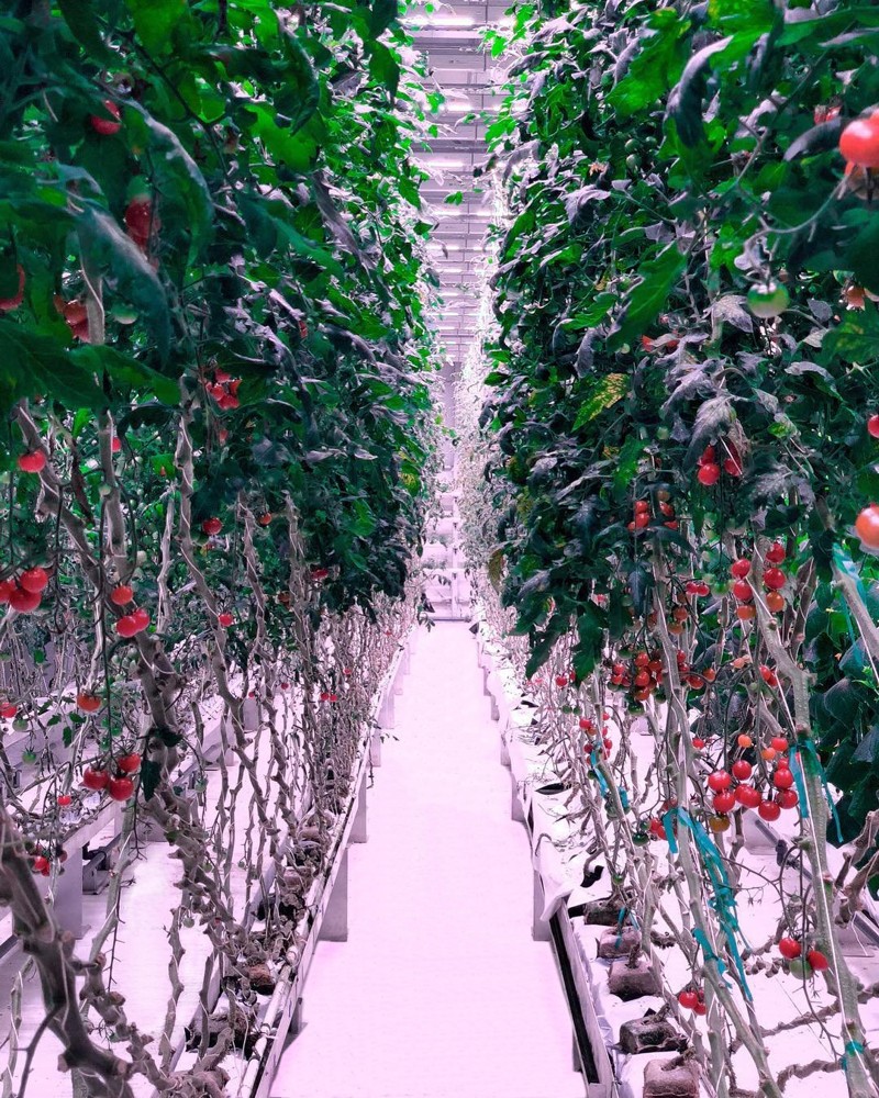 Controlled Environment Agriculture — also known as Indoor Vertical Farming. (Photo: 80 Acres)