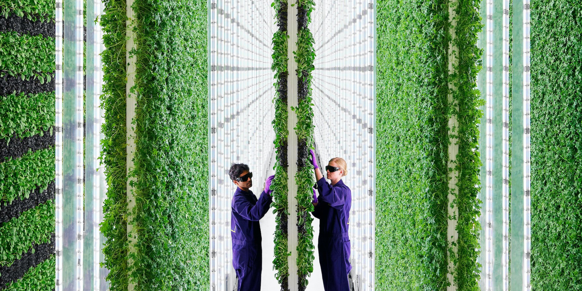 Most vertical farms, including Plenty, have initially focused on leafy greens like kale. Photo courtesy of Plenty