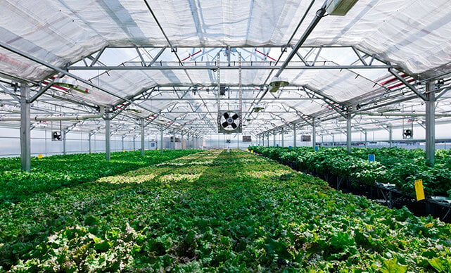 Gotham Greens operates a network of greenhouses across the Northeast, Mid-Atlantic, Midwest, New England, Mountain West and beyond. Photo courtesy of Gotham Greens