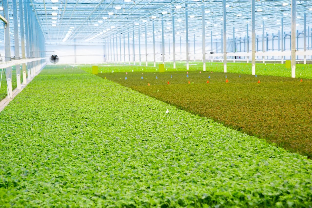 This BrightFarms greenhouse produces more than two&nbsp;million pounds of leafy salad greens per year. Photo courtesy of BrightFarms