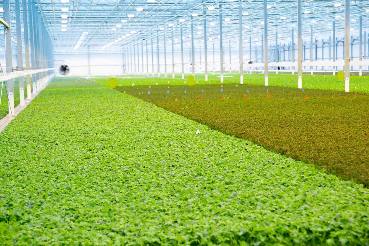 This BrightFarms greenhouse produces more than two&nbsp;million pounds of leafy salad greens per year. Photo courtesy of BrightFarms