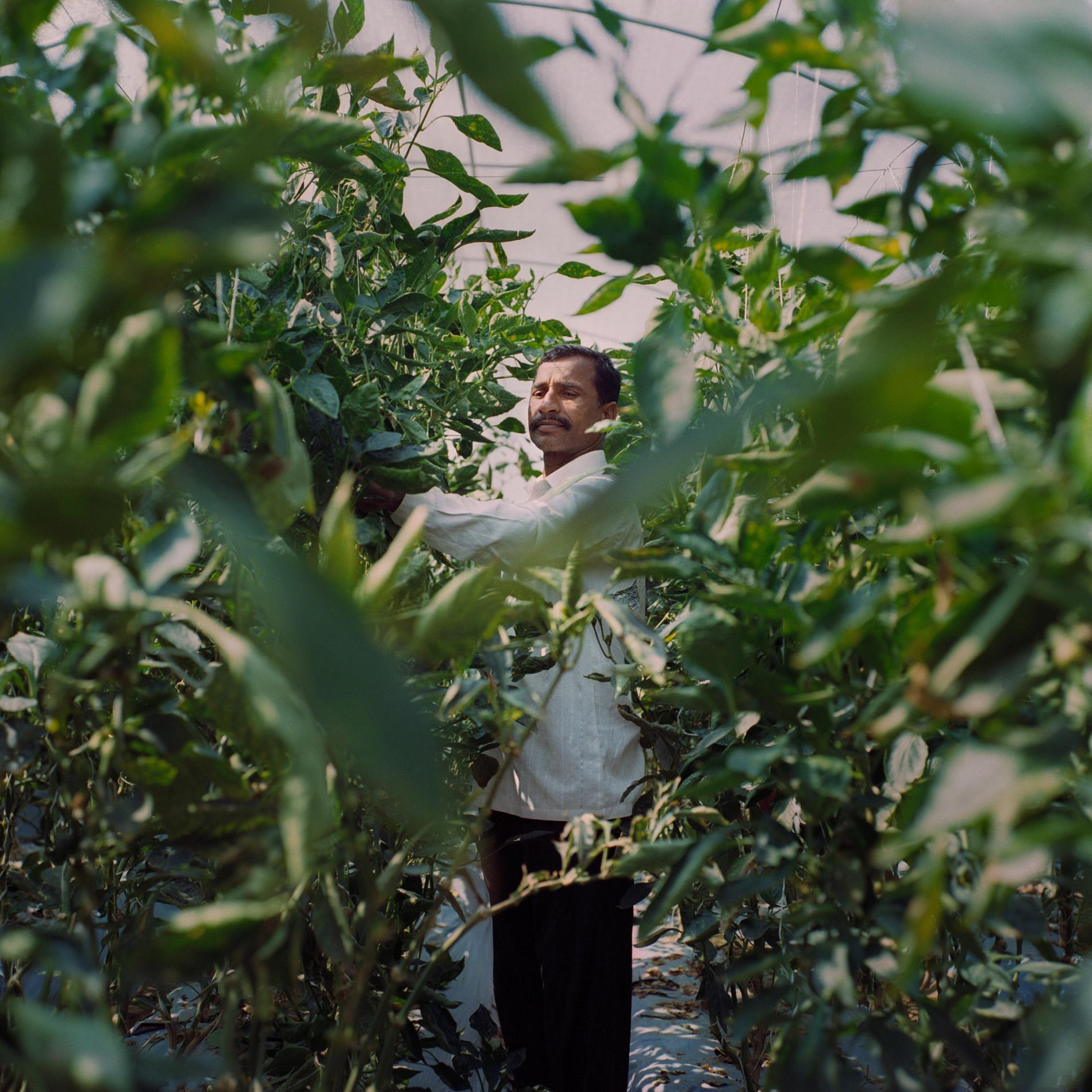 Venkatesh Appala, 45, grows bell peppers in Laxmapur. He started his greenhouse operation in January 2017, and estimates a profit of 46,000 rupees (just over $700) in his first year. He's using the extra income to save for his daughter's dowry, whic…