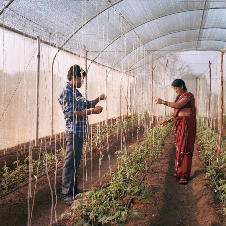 Bhavanth and wife Bujji, 32, tend tomatoes. The couple was part of pilot program for greenhouse cultivation.