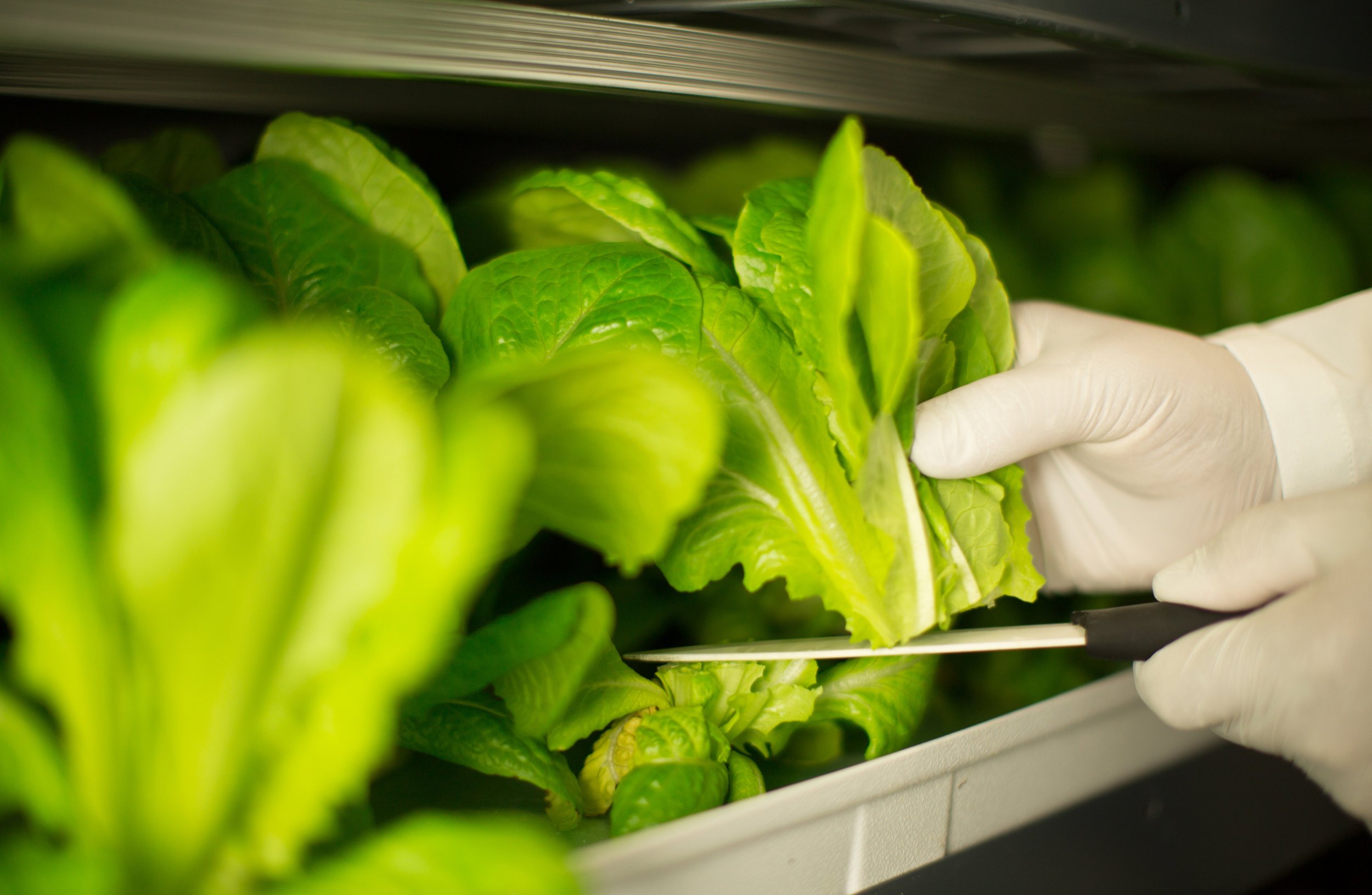 The farm's location will enable the quick delivery of fresh products within hours of harvest, helping to maintain the food’s nutritional value and reducing carbon emissions associated with transportation, according to a press release.