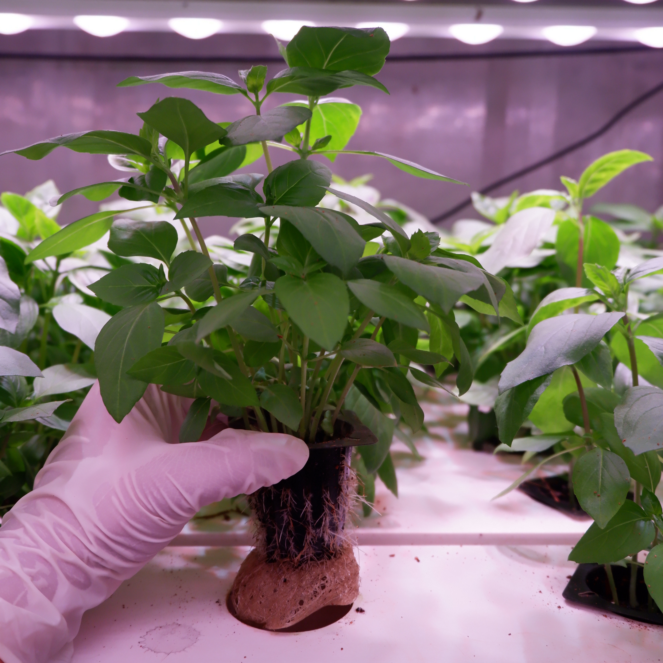 Image sourced from NXTLVL Farms