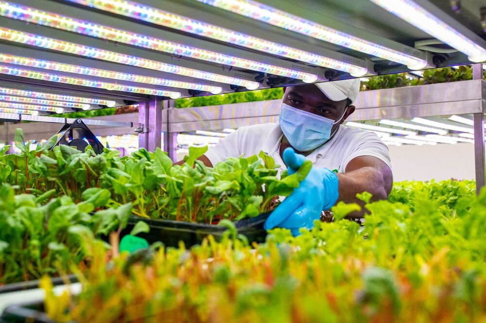 A migrant worker adjusts lettuce inside an indoor hydroponic farm operated by Green Container Advanced Farming LLC (GCAF) in a Carrefour SA grocery store in Dubai, United Arab Emirates, on Monday, Nov. 9, 2020; Photographer: Christopher Pike/Bloombe…