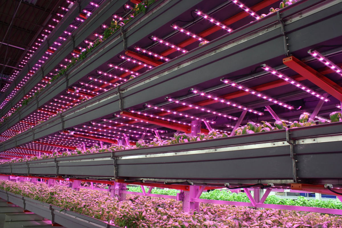 LEDs lighting an indoor farming operation. (Photo courtesy of Agritecture.)