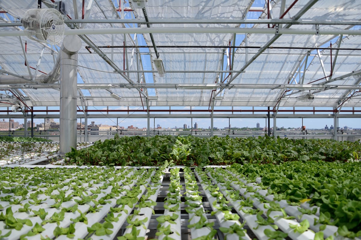 Sky Vegetables’ rooftop hydroponic farming operation in New York City. (Photo courtesy of Agritecture.)