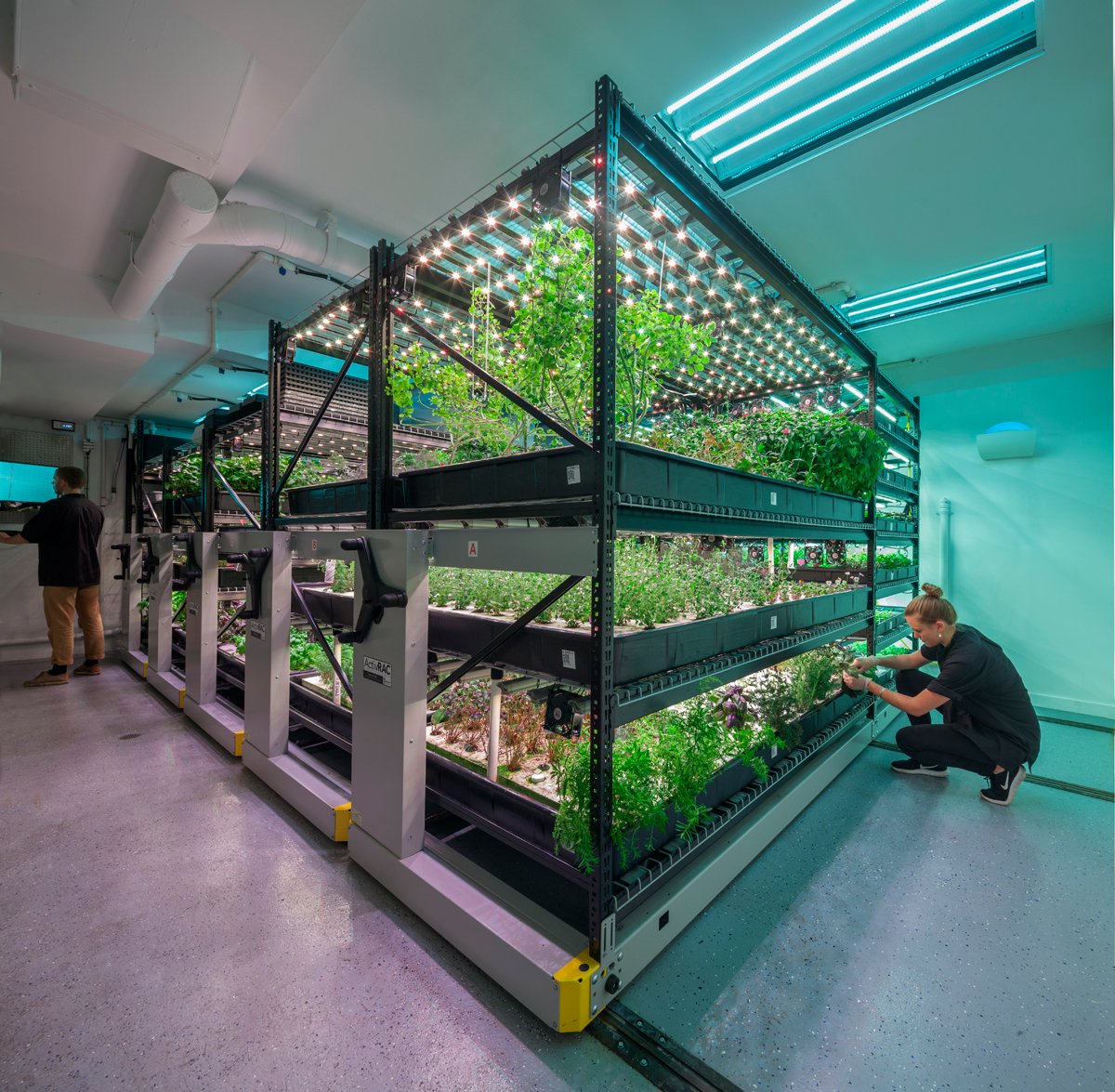 A farm.one indoor farming operation. (Photo courtesy of farm.one.)