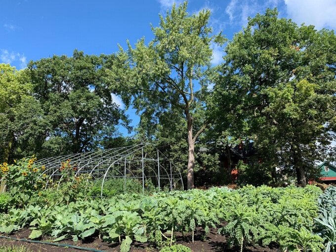 UB researchers will collaborate with two Buffalo organizations and one in Minneapolis on a grant to advance policies supporting urban agriculture; image sourced from UB Now