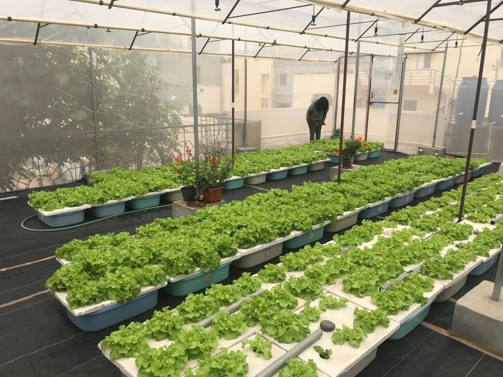 Ann Vinya’s hydroponic oasis of lettuces.