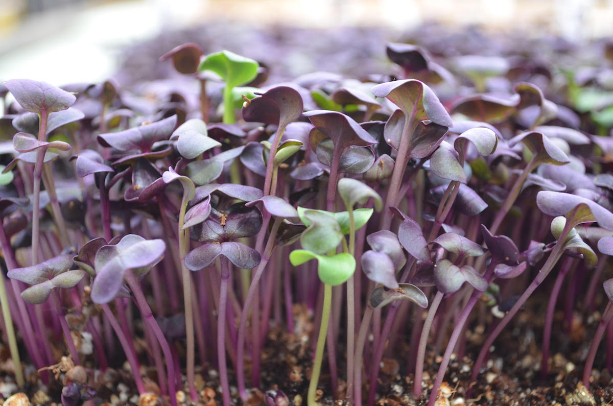 Edenworks microgreens. (Courtesy photo)