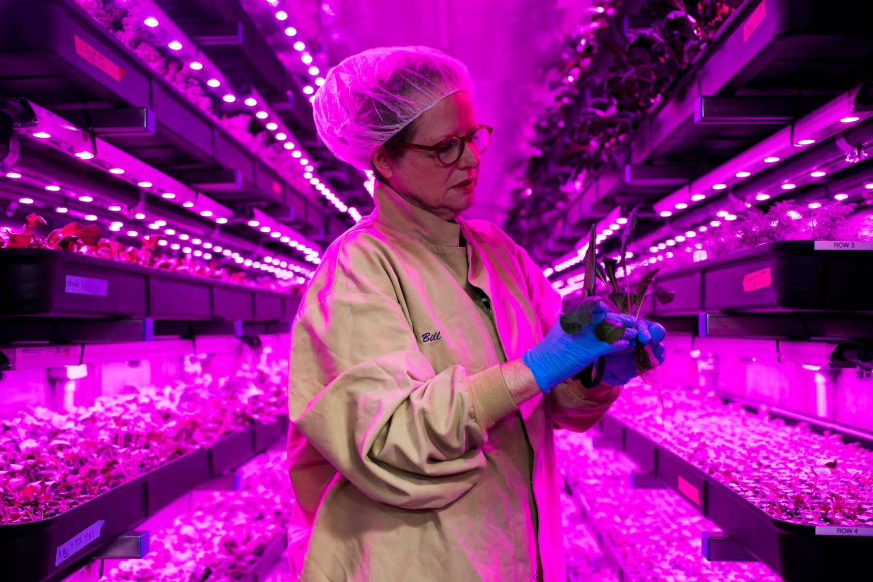 Grower Julie Flickner inspects kale at 80 Acres Farms. Growing year-round, no matter the weather outside, the vertical farm can produce 15 or more crops annually. The produce is sold in Cincinnati-area grocery stores and restaurants. (Maddie McGarve…