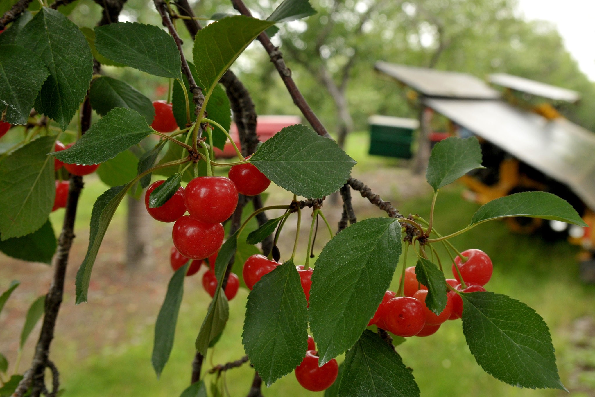 Montmorency tart cherries waiting to be harvested in Leelanau County in northern Michigan.CreditJohn L Russell/Associated Press