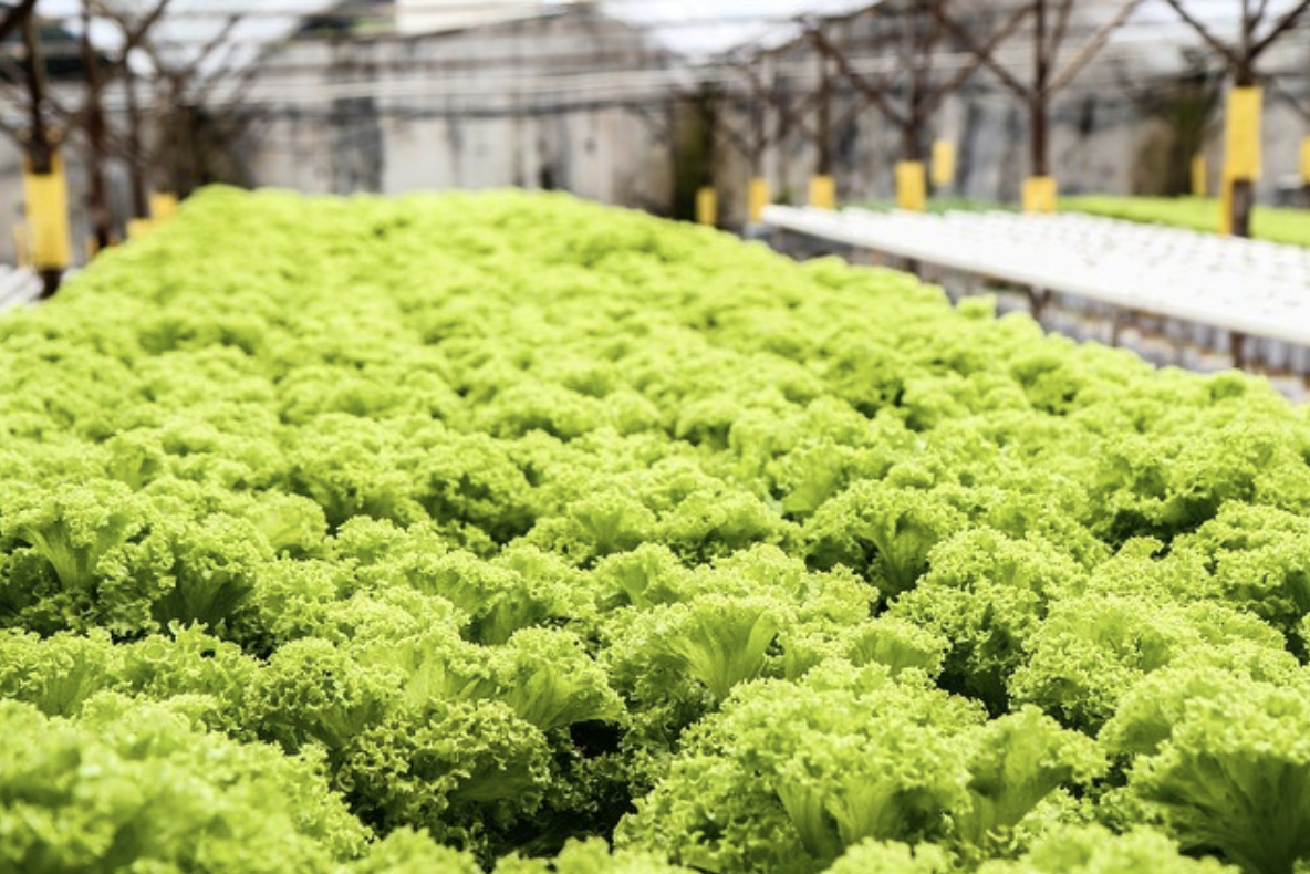 Image sourced from: Produce Business UK