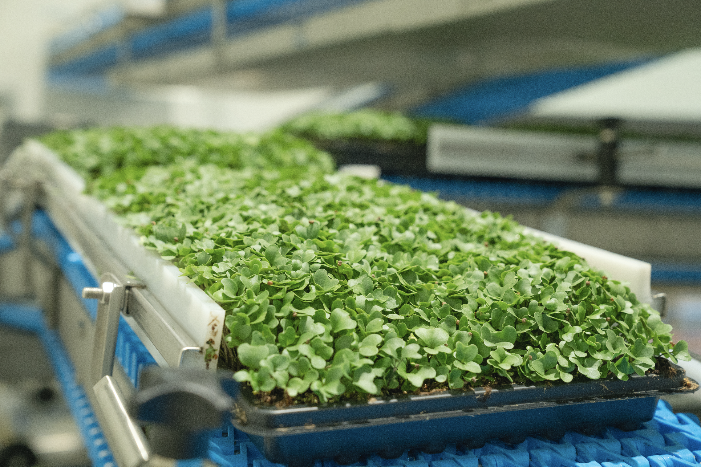 Image sourced from GoodLeaf Farms
