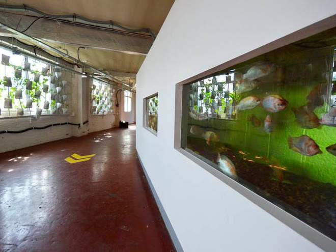 Aquaponic systems that grow food with the help of fish are a naturally lit option (Andrew Jenkins)