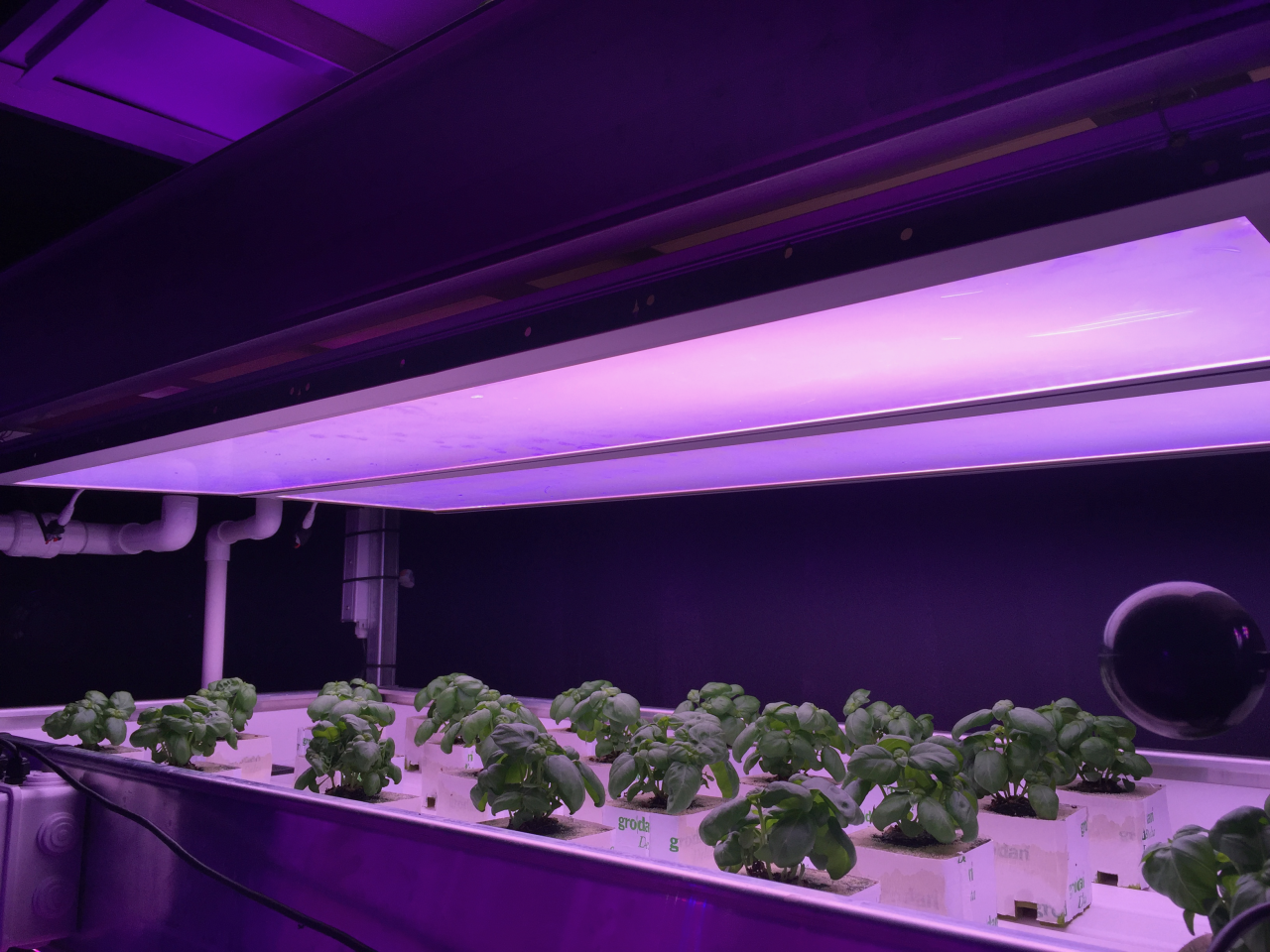 GrowBlade Edge 1400 panels at Isabel (alpha-test samples)
