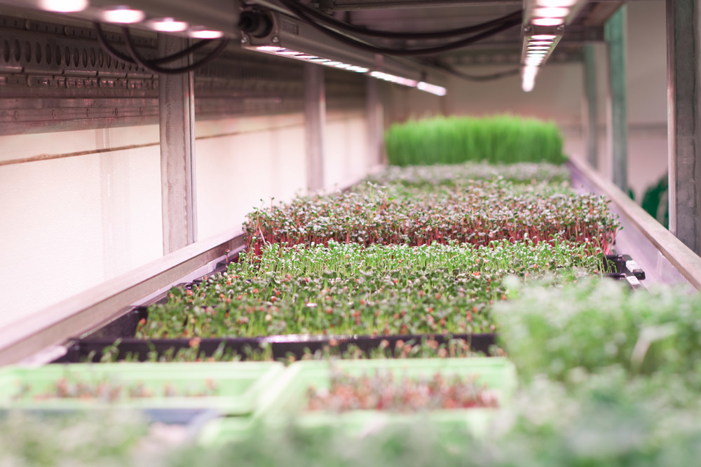 Grow Bristol vertical farm in the UK.