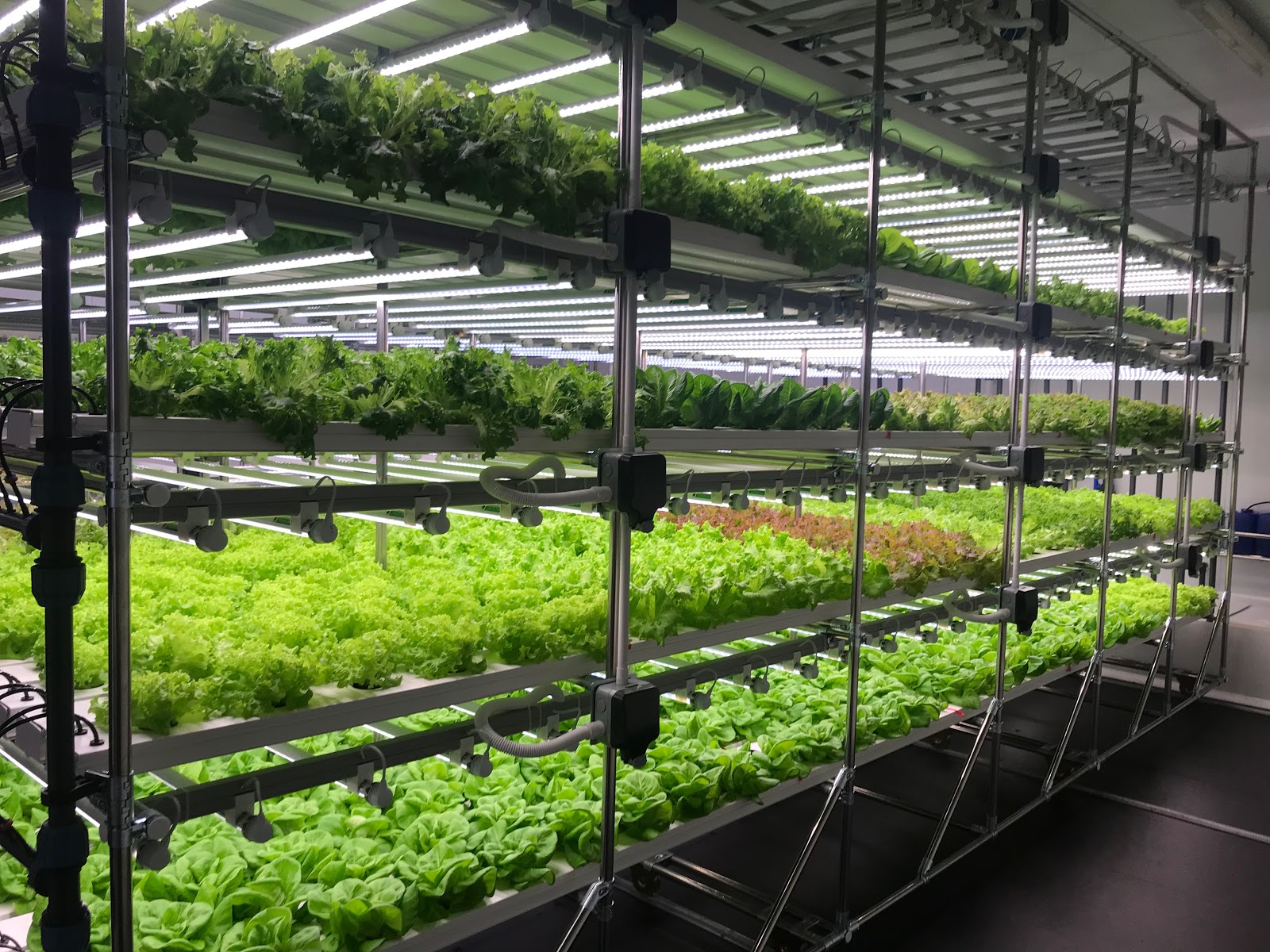 V-Farm, created by HydroGarden in the UK, is a modular vertical farming concept developed to fit within a room’s available space.
