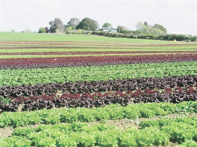 New Zealand field grown lettuce.