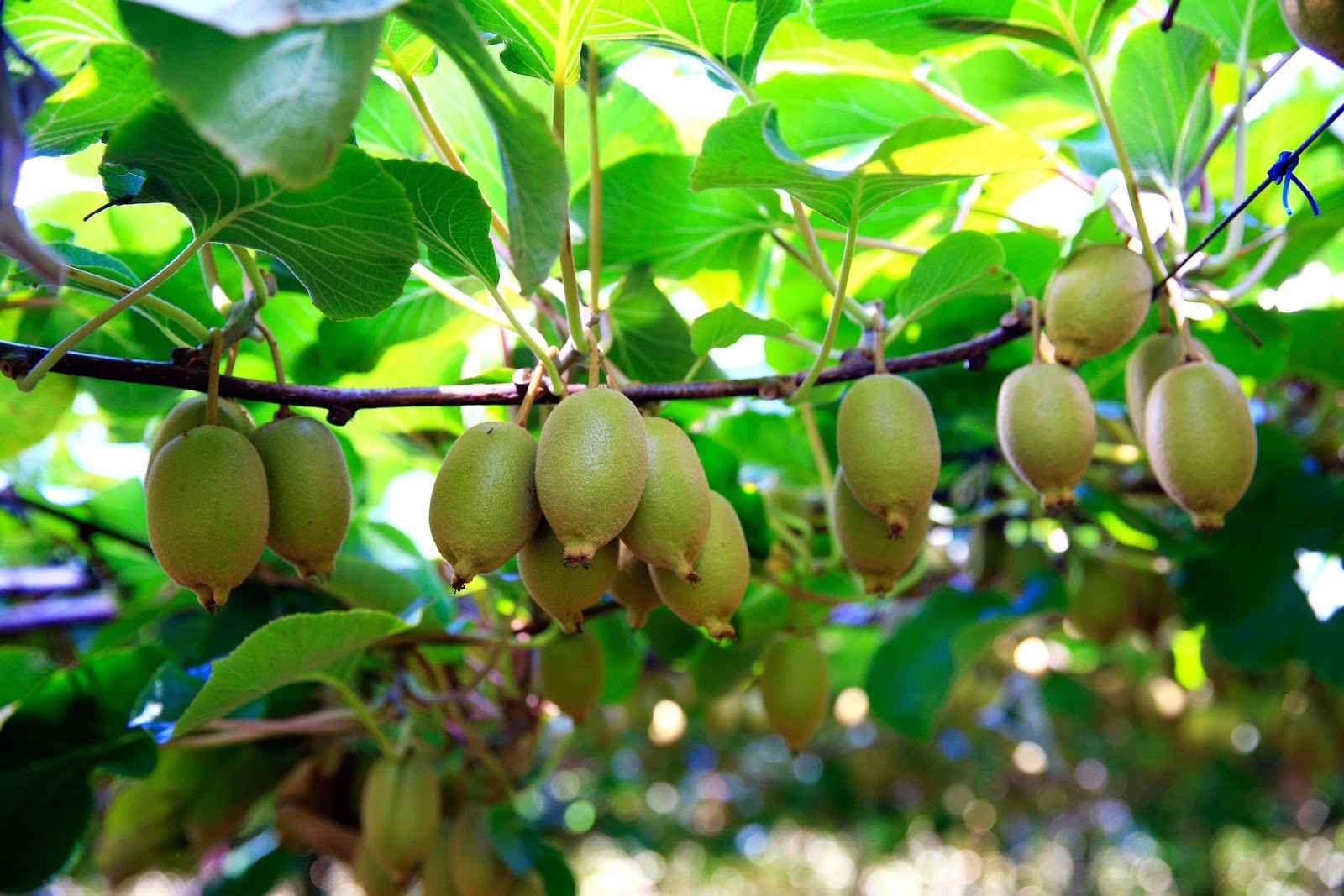 Annual exports of Kiwifruit from New Zealand are valued at US$1.29 billion. Kiwifruit represents the most valuable NZ horticultural export, sent to over 50 countries.
