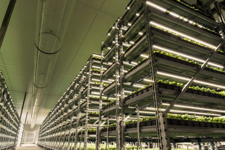 Shenandoah integrated Greenhouse and Vertical Farm facilities with recently installed LED grow-lights. | Source: Fluence