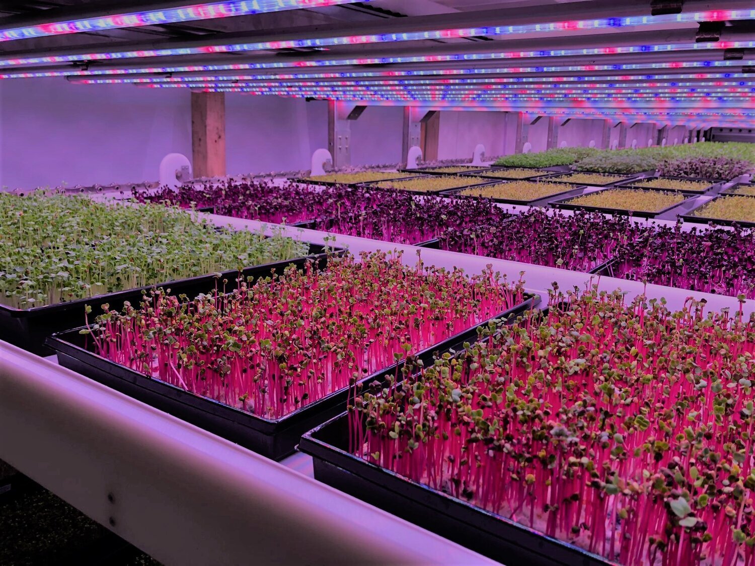 Image sourced from Urban Crop Solutions