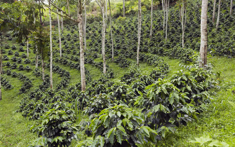 Coffee crops grow alongside other plants in what is known as an Agroforestry approach to farming.