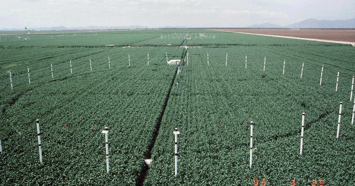Free-air CO2 enrichment experiments allow scientists to study the effects of rising carbon dioxide levels on crop nutrition and other important metrics.&nbsp;