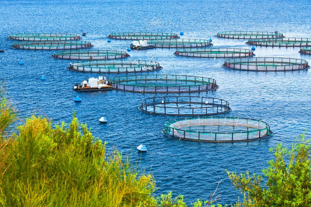 A Dive into Aquaculture: The Future of Sustainable Seafood — AGRITECTURE