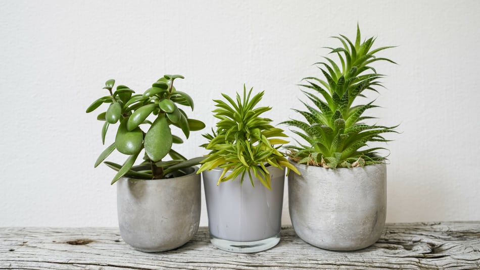 indoor-plants.jpg