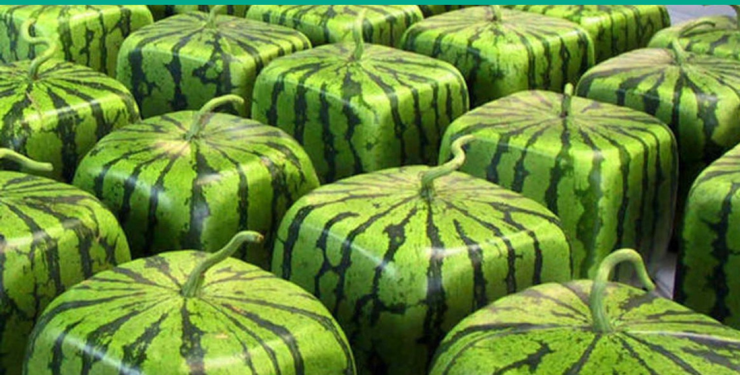Square watermelons for sale in a Tokyo department store.