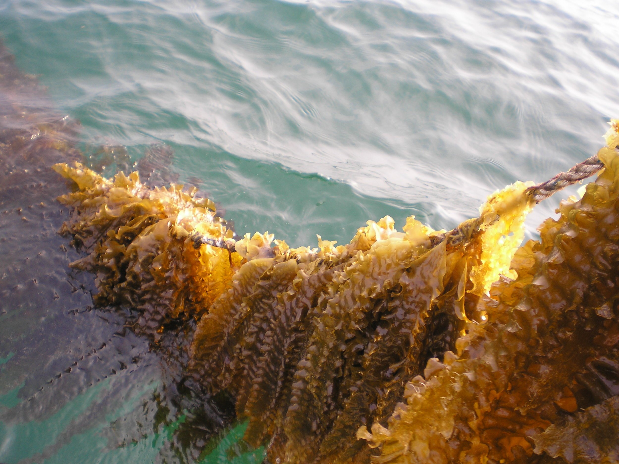 kelp farming.jpg