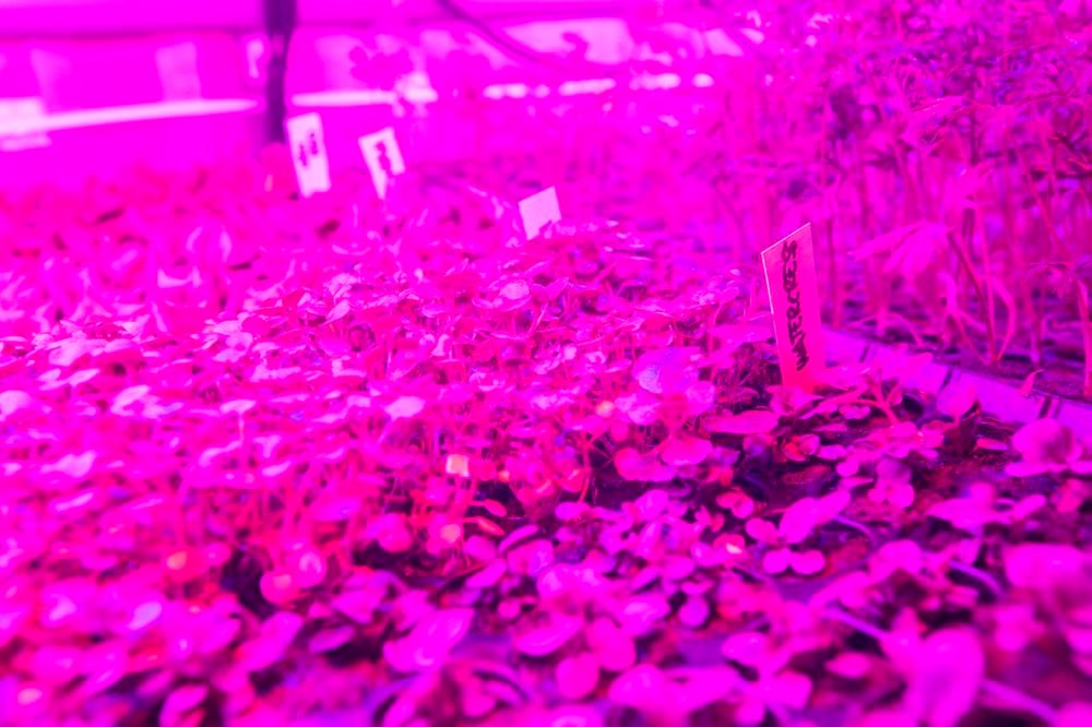 leafy green vertical farm
