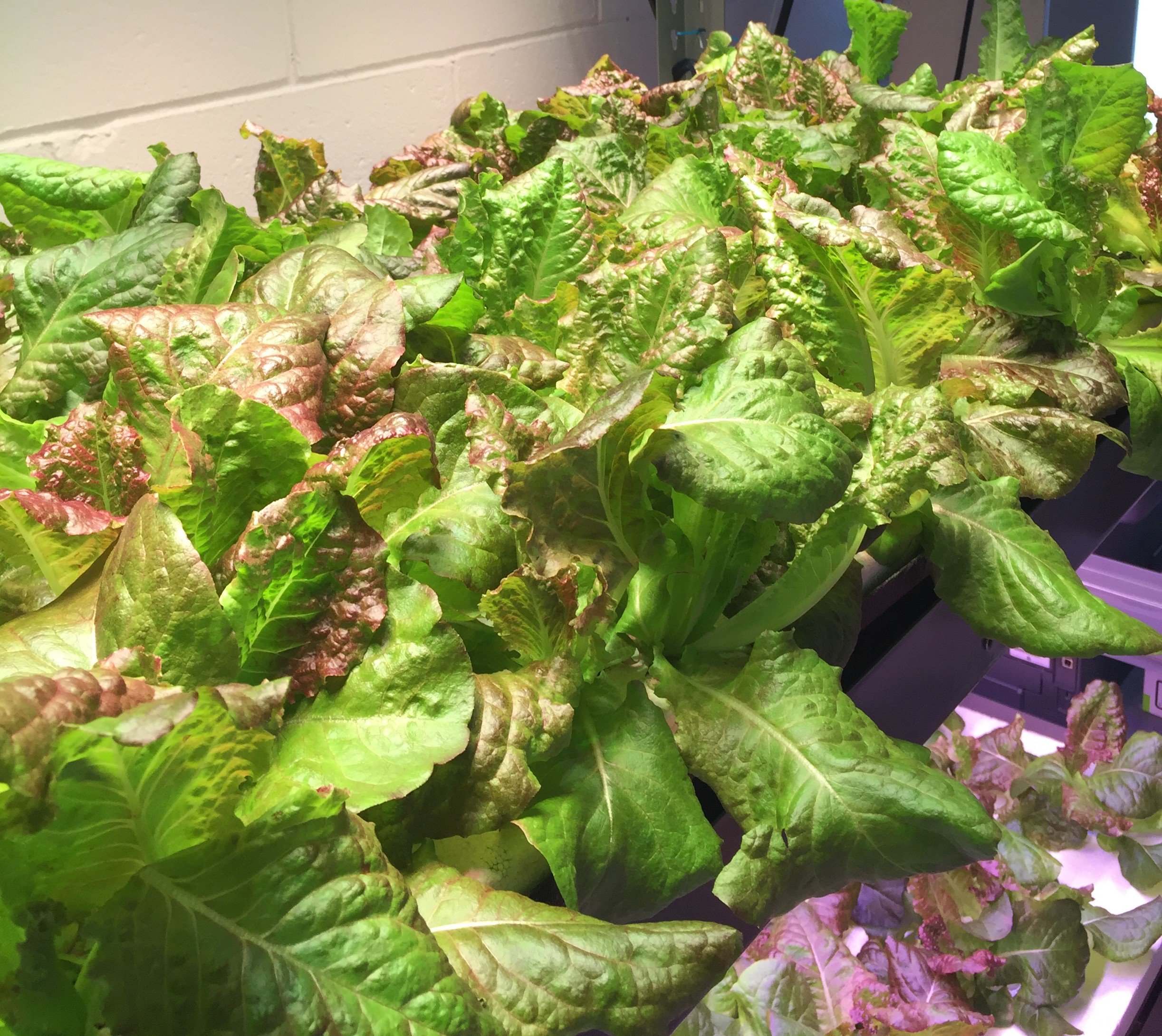 Lettuce growing in a vertical hydroponic system.