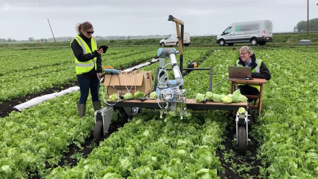 lettuce-robot-1.jpeg