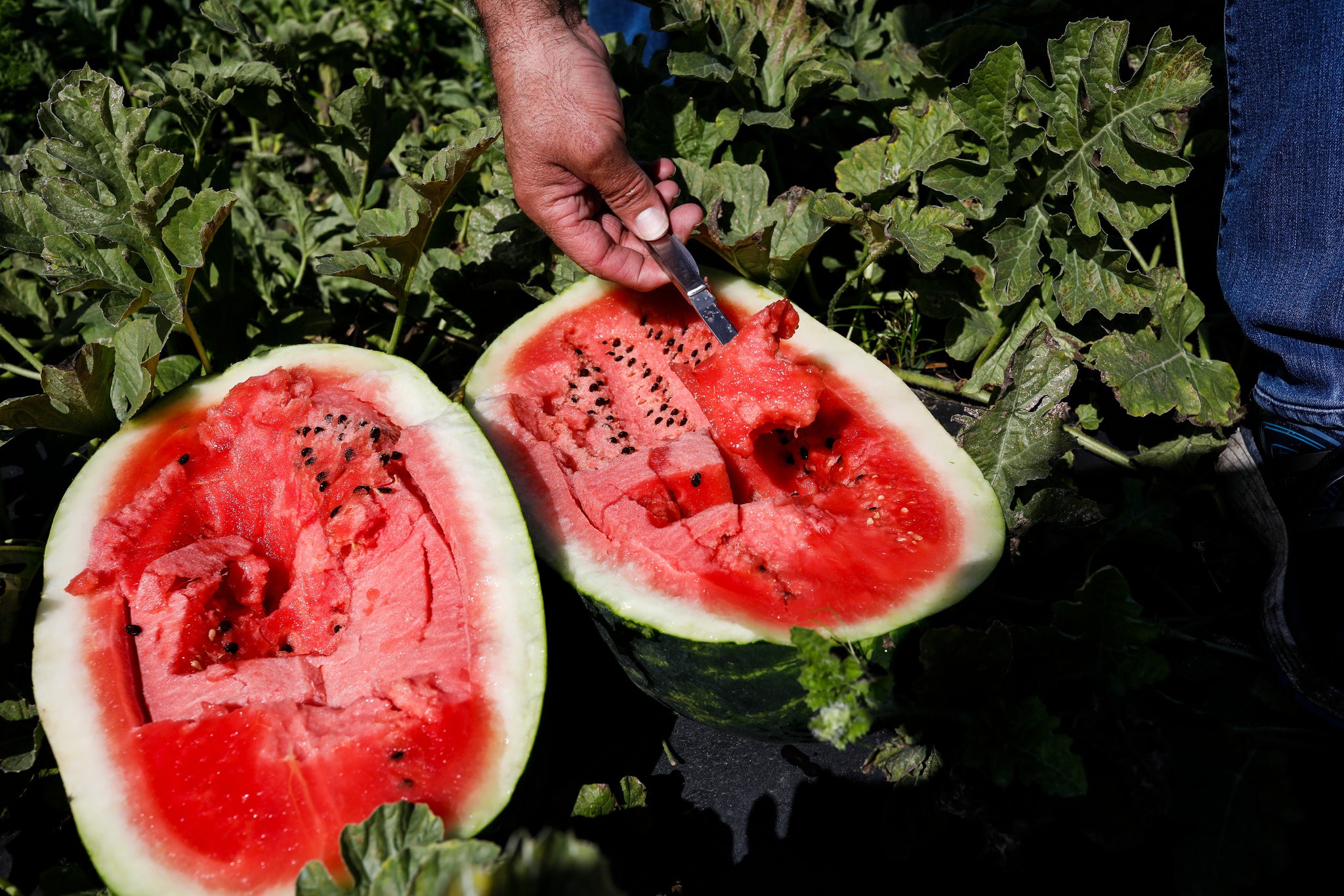 The watermelon season is starting weeks earlier than in past years, from South Florida to the Midwest.CreditEve Edelheit for The New York Times