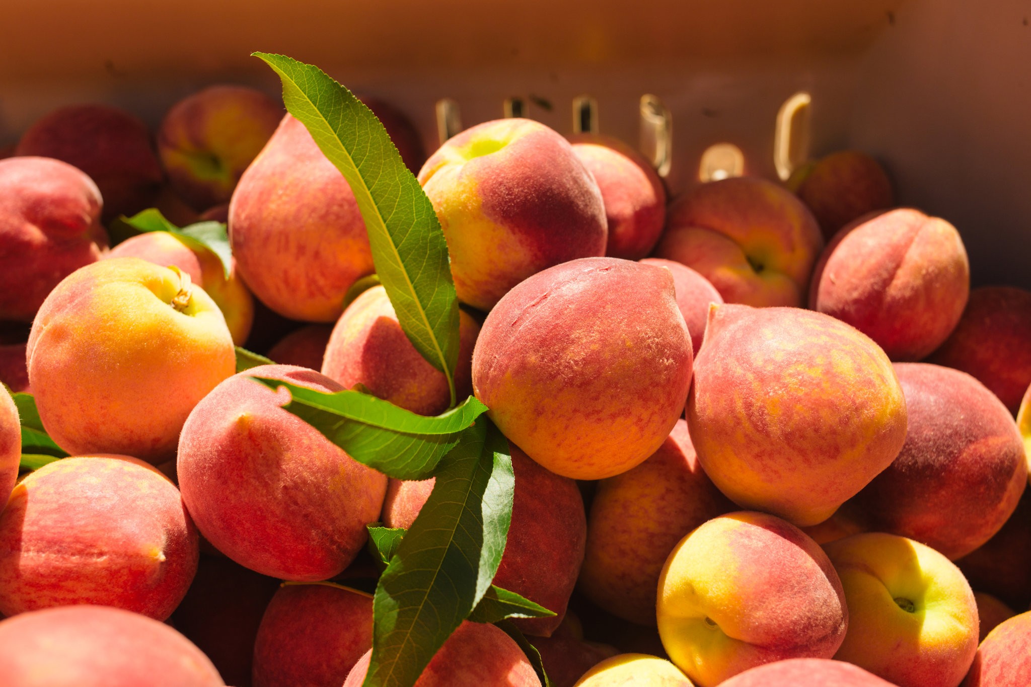 Peaches are a particularly delicate fruit to grow, requiring the right amount of cold weather at just the right time to produce good fruit. CreditMaura Friedman for The New York Times