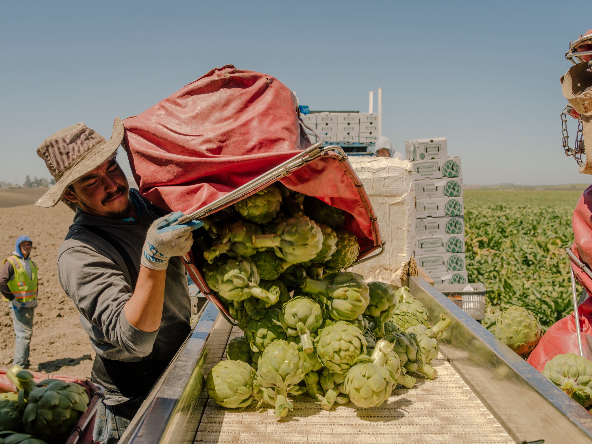 The cool marine air layer that once made Castroville, Calif., an ideal place to grow artichokes has become less reliable.CreditJustin Kaneps for The New York Times
