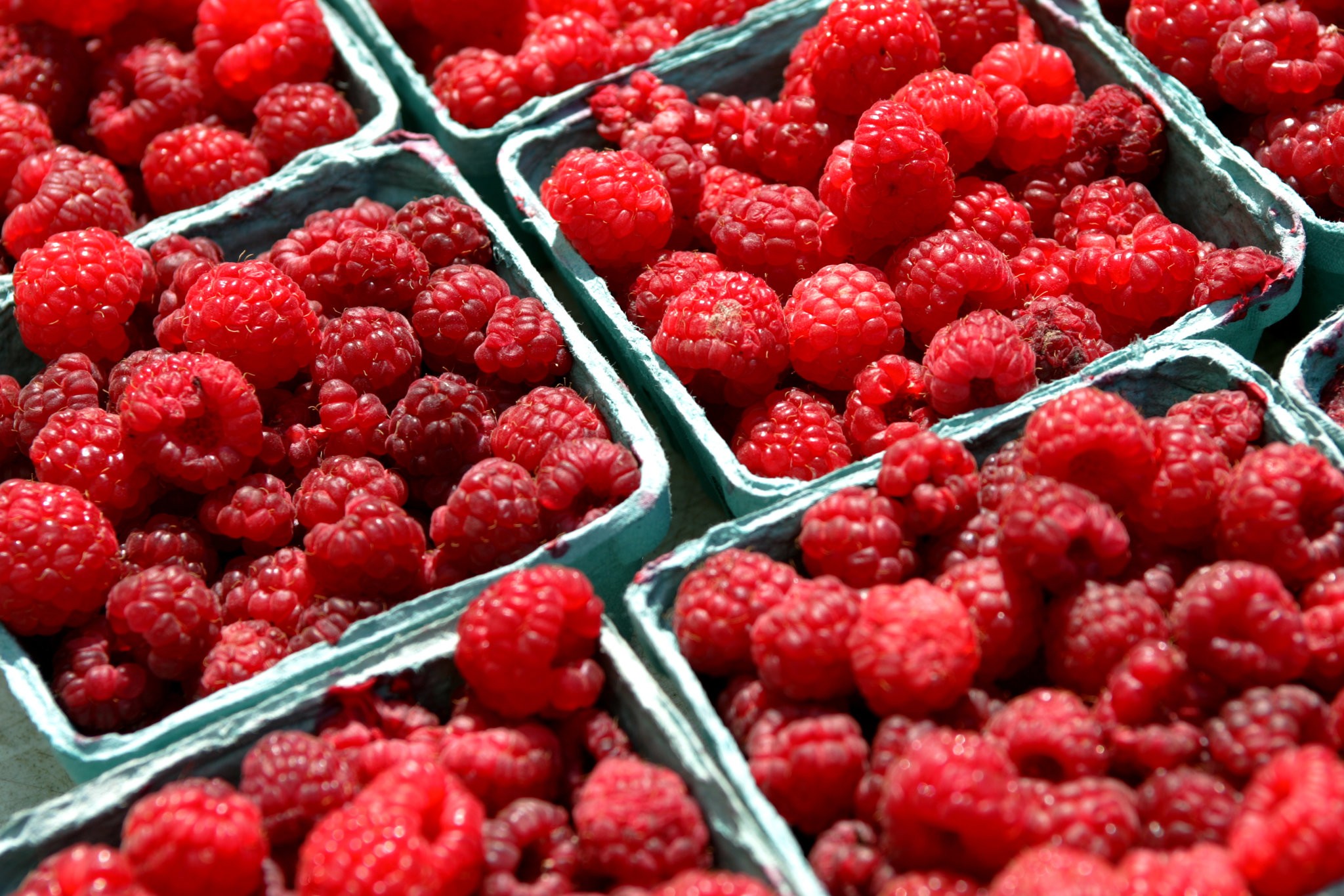 Some farmers in upstate New York have given up on raspberries after uncontrollable waves of the spotted wing Drosophila, a fruit fly whose larvae can turn berries to mush. Credit Jessica Ebelhar/The New York Times