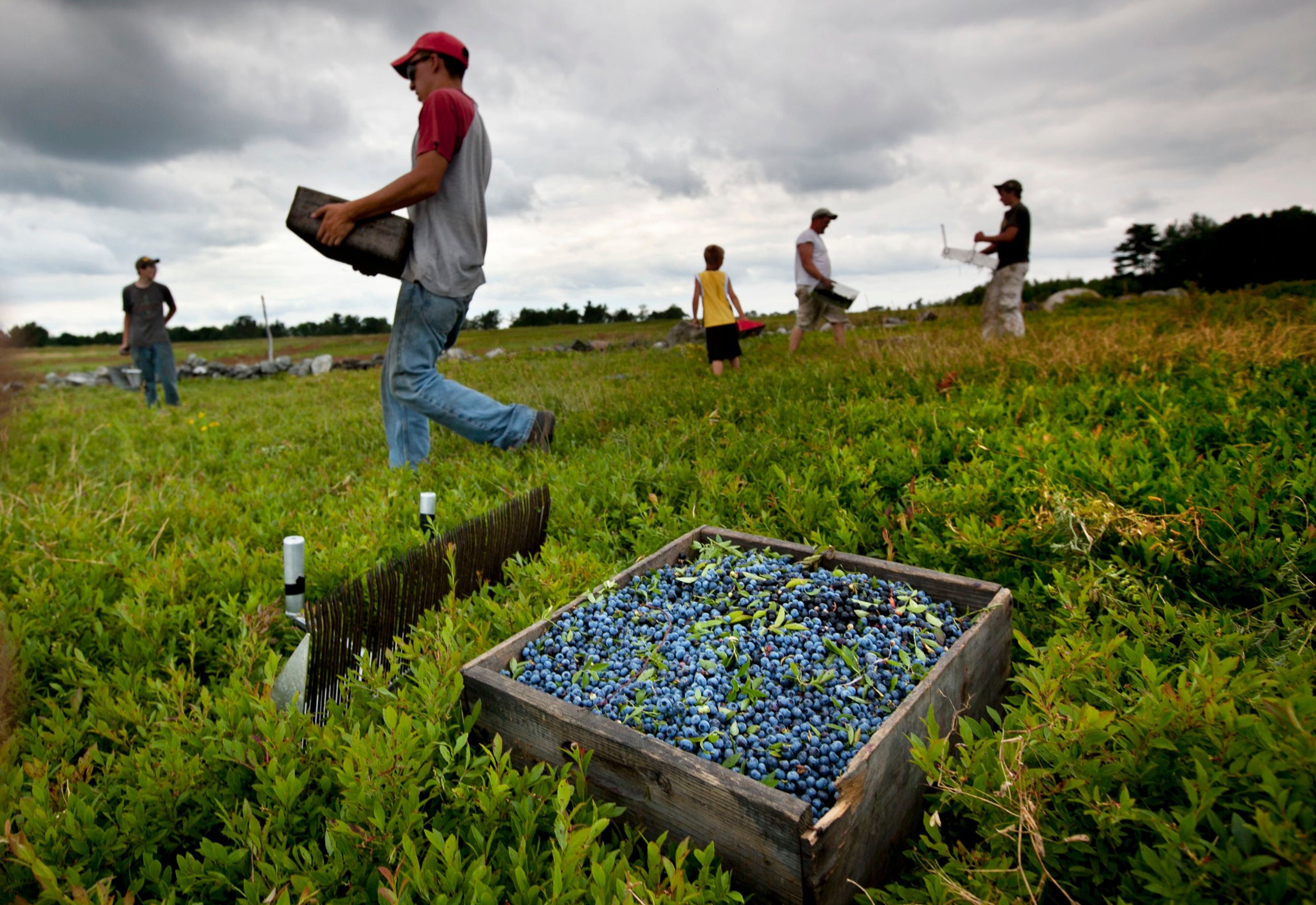 Erratic weather is a threat to the wild blueberry crop in Maine, where some fields are a century old.CreditRobert F. Bukaty/Associated Press