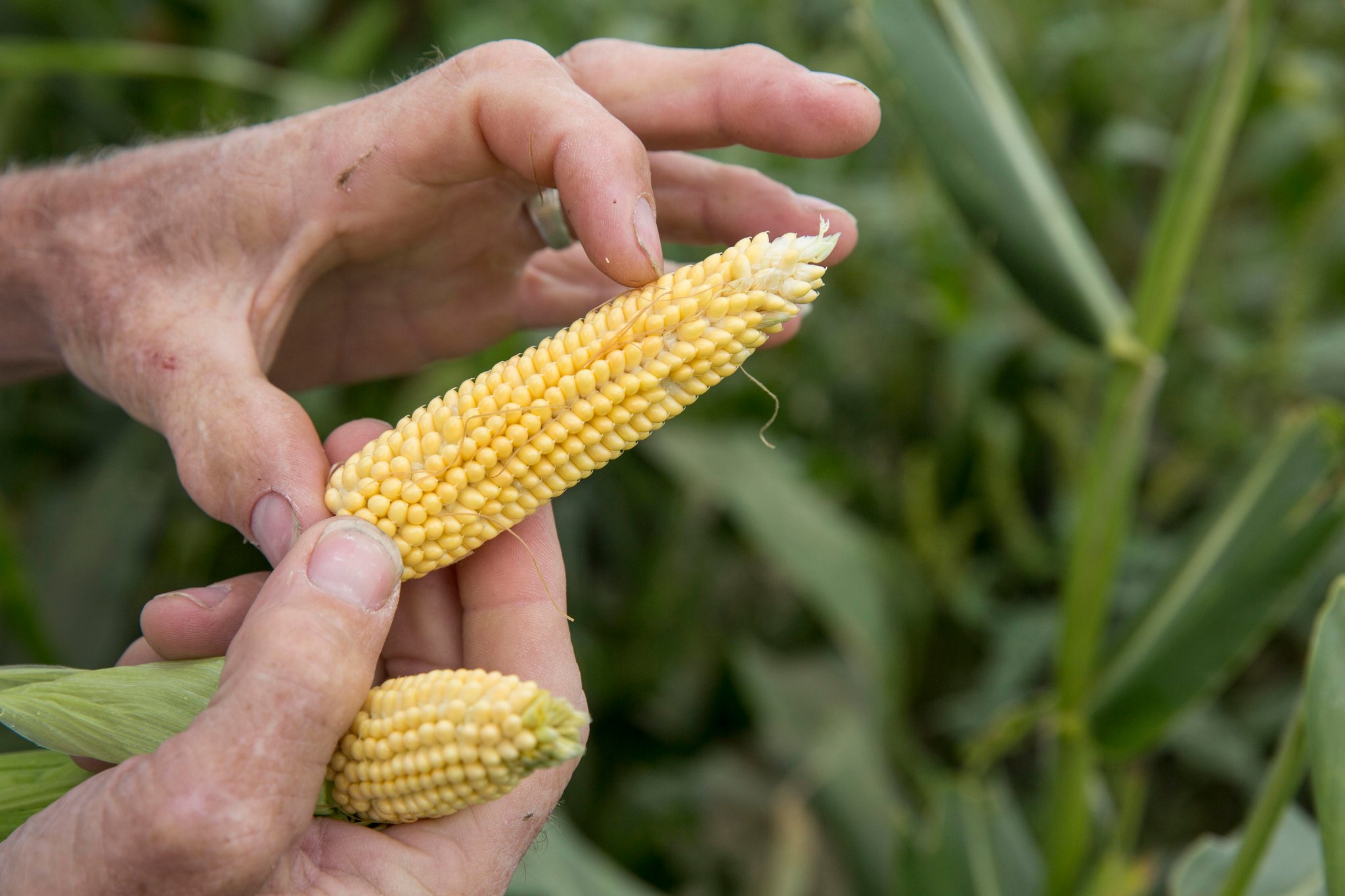 In Shellsburg, Iowa, Gene Mealhow grows ears of heirloom popcorn that reach maturity at about three or four inches.CreditDennis Chamberlin for The New York Times