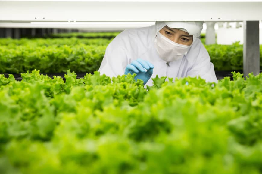 A worker examines lettuce at Spread Co.'s vertical farm in Kameoka, Kyoto Prefecture.