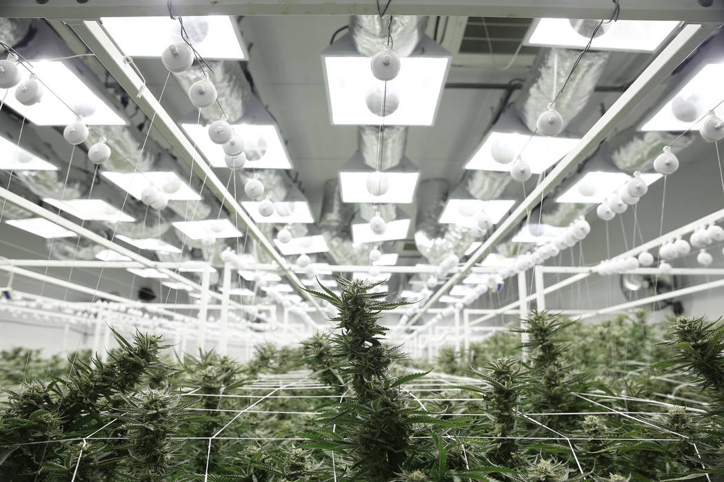 Marijuana plants in the flowering grow room of the Redwood Cultivation facility in Las Vegas.