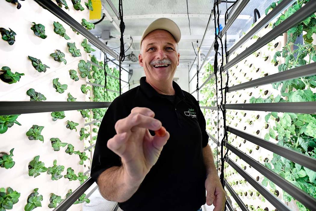David Martin, CEO of Indoor Farms of America offers a freshly picked cherry tomato from a plant grown on a vertical aeroponic panel at his warehouse.