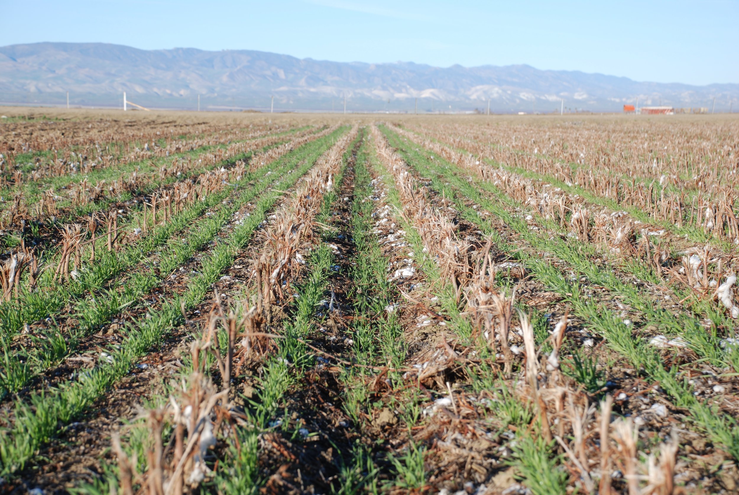 A cover crop growing in cotton and tomato residues in a no-till agricultural field. (Source: UC ANR)